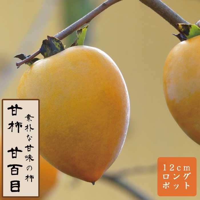 Amazon.co.jp: 甘柿 苗 甘百目（あまひゃくめ）果樹 苗木 接木 苗